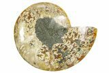 Cut & Polished Ammonite Fossil (Half) - Madagascar #364851-1